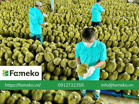 Cạnh tranh xuất khẩu sầu riêng vào Trung Quốc, động thái mới từ Thái Lan
