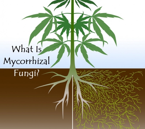 Nấm Mycorrhizal là gì? Cách thức hoạt động của nấm Mycorrhizal