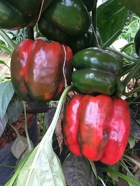 Thối rễ trên cây ớt chuông và biện pháp ngăn chặn khi trồng trong môi trường đất