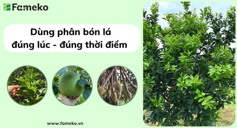 SỬ DỤNG PHÂN BÓN LÁ ĐÚNG CÁCH CHO CÂY TRỒNG
