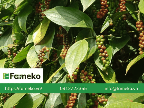 Giá tiêu hôm nay 1/2: Tăng 500 đồng/kg tại các vùng trọng điểm