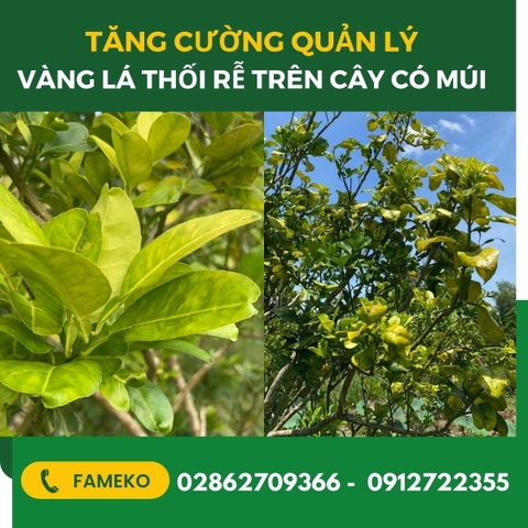 QUẢN LÝ BỆNH VÀNG LÁ THỐI RỄ TRÊN CÂY CÓ MÚI MÙA MƯA