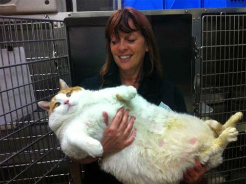 Con mèo béo phì nặng gần 18 kg
