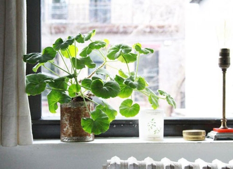 Tự chế nước lau kính sạch mà lại đảm bảo sức khỏe