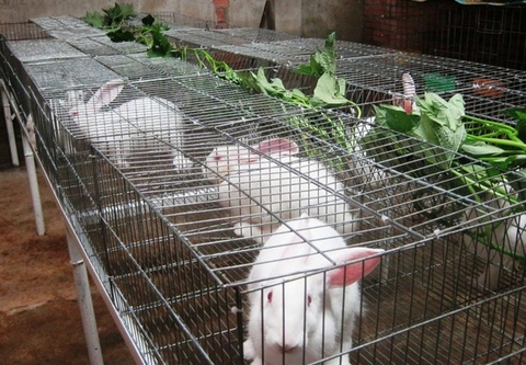 Nuôi thỏ tại nhà - mô hình chăn nuôi mới tăng thu nhập cho bà con