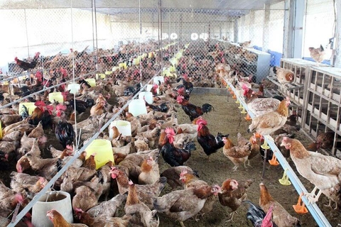 Bật mí chiến lược xây dựng trang trại " không đồng " - tay trắng làm nên