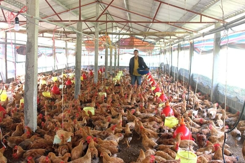 Chia sẻ kinh nghiệm mở trang trại nuôi gà thành công cho bà con trong thời gian đầu khởi nghiệp.