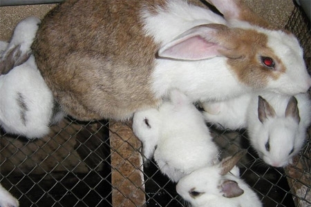 Những điều cần biết để chăm sóc và nuôi dưỡng thỏ con nhanh lớn