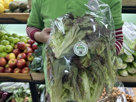 Xà lách lolo tím ( Xà lách xoăn tím )