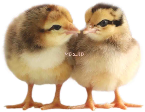 MD2.BĐ ONE-DAY-OLD CHICKS