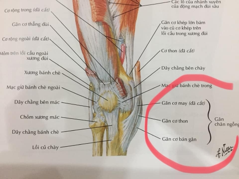 Phương pháp mổ tái tạo dây chằng chéo