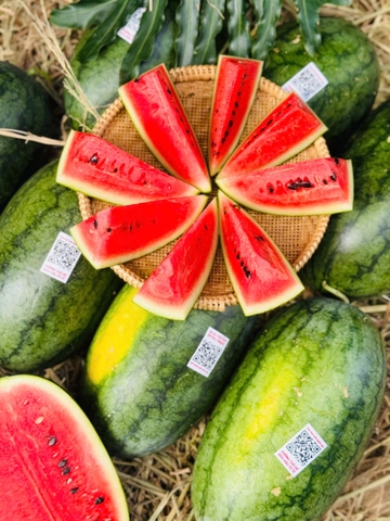 DƯA HẤU HỮU CƠ TÊ TÊ QUẢNG NGÃI