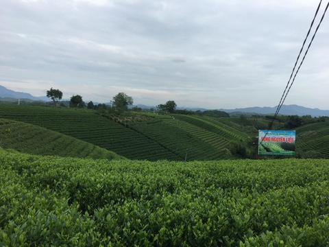 XANH MÁT HOÀNG NÔNG!