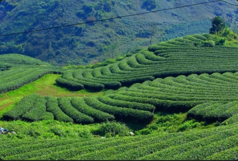 THÁI NGUYÊN CHUYỂN ĐỔI SỐ SẢN XUẤT CHÈ TẠO NỀN TẢNG PHÁT TRIỂN BỀN VỮNG NGÀNH HÀNG CHỦ LỰC