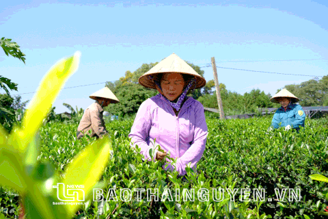 Xây dựng Thái Nguyên trở thành cực tăng trưởng của vùng (kỳ 1)
