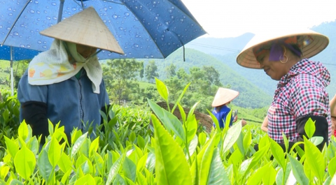 SẢN XUẤT CHÈ THEO HƯỚNG HỮU CƠ- GIẢI PHÁP PHÁT TRIỂN BỀN VỮNG