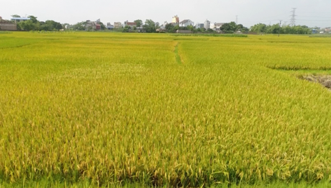 QUÊ LÚA PHÚ BÌNH VƯƠN TẦM CÁC SẢN PHẨM TỪ HẠT GẠO