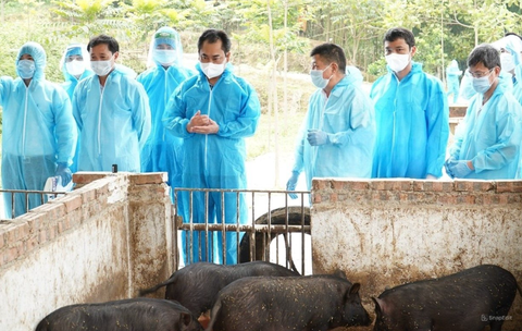 TP SÔNG CÔNG TRIỂN KHAI THỬ NGHIỆM NUÔI LỢN CÓ BỔ SUNG NGUYÊN LIỆU BỘT TRÀ XANH