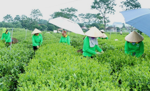 THÚC ĐẨY ĐƯA THÁI NGUYÊN TRỞ THÀNH TRUNG TÂM CHẾ BIẾN CHÈ