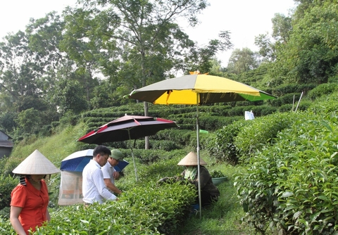 "CHẮP CÁNH" TRÀ THÁI NGUYÊN NHỜ SỐ HÓA VÙNG TRỒNG