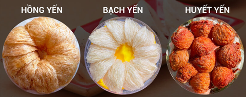 Bạch yến – Hồng yến – Huyết yến: Loại nào tốt cho sức khỏe của bạn?