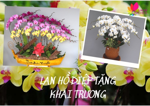 Những mẫu hoa hoa lan hồ điệp tặng khai trương