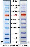 20-120kDa Mid Range Protein Molecular Weight Marker, Prestained