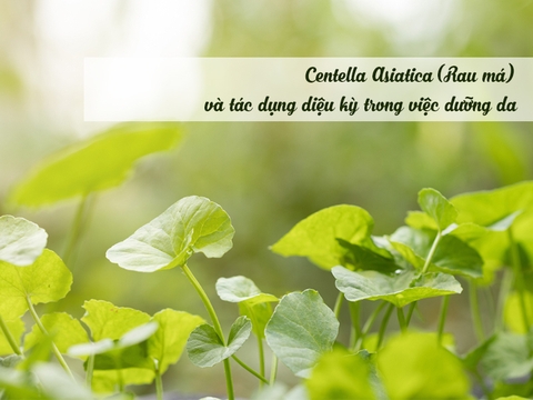 Centella Asiatica (rau má) và tác dụng kỳ diệu trong việc dưỡng da