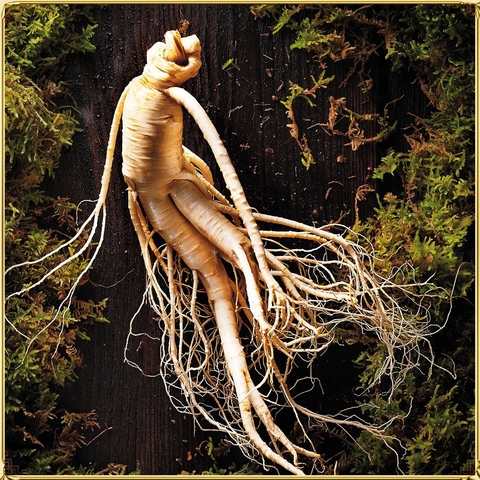 Nhân Sâm Tươi Hàn Quốc Cao Cấp Loại 5 Củ/Kg