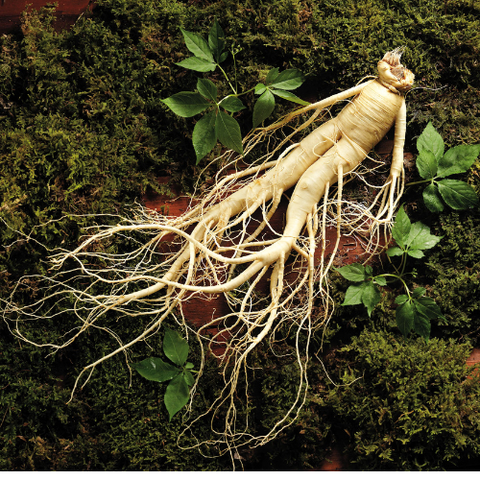 Nhân Sâm Tươi Hàn Quốc Cao Cấp Loại 5 Củ/Kg