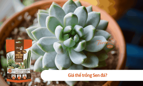 Giá thể trồng sen đá là gì? Có những loại giá thể sen đá nào?