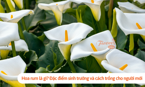 Hoa rum là gì? Đặc điểm sinh trưởng và cách trồng cho người mới