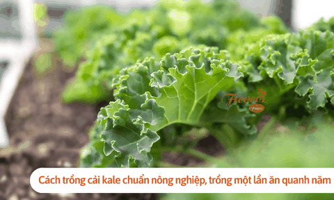 Cách trồng cải kale chuẩn nông nghiệp, trồng một lần ăn quanh năm