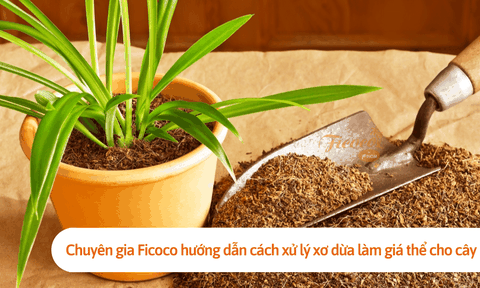 Chuyên gia Ficoco hướng dẫn cách xử lý xơ dừa làm giá thể cho cây