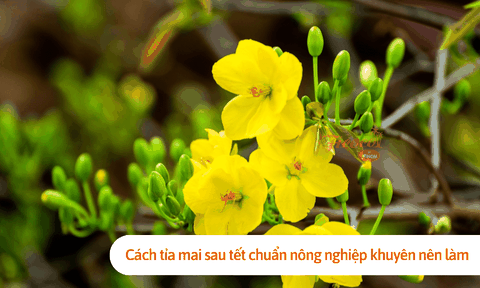 Cách tỉa mai sau tết chuẩn nông nghiệp khuyên nên làm