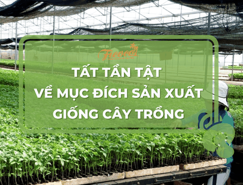 Tất tần tật về mục đích sản xuất giống cây trồng