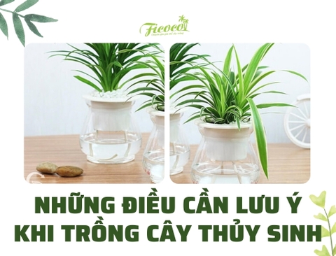 NHỮNG ĐIỀU CẦN LƯU Ý KHI TRỒNG CÂY THỦY SINH