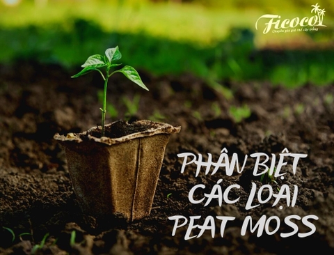 PHÂN BIỆT CÁC LOẠI PEAT MOSS - RÊU BÙN