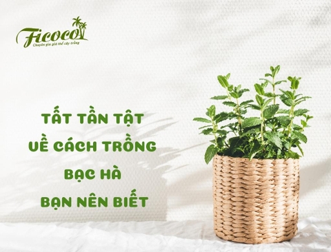 TẤT TẦN TẬT VỀ CÁCH TRỒNG BẠC HÀ BẠN NÊN BIẾT