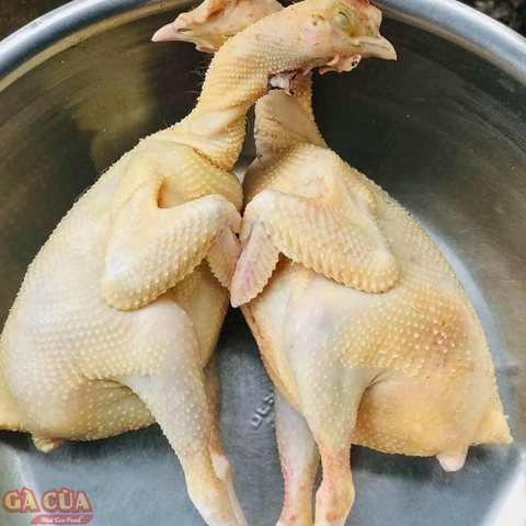 Đặc Biệt - Thịt Gà Thả Rong