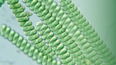 Tảo Spirulina có tác dụng gì? Ứng dụng của tảo Spirulina hiện nay