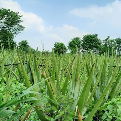 GENEWORLD Vietnam