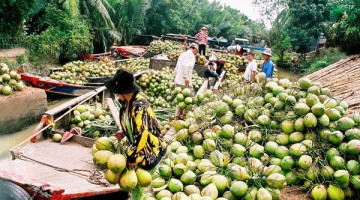 Hỗ trợ tỉnh Bến Tre kinh doanh dừa trực tuyến