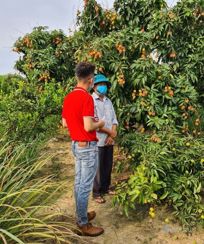 Many e-commerce companies have joined forces to eat Bac Giang lychee and Hai Duong lychee.