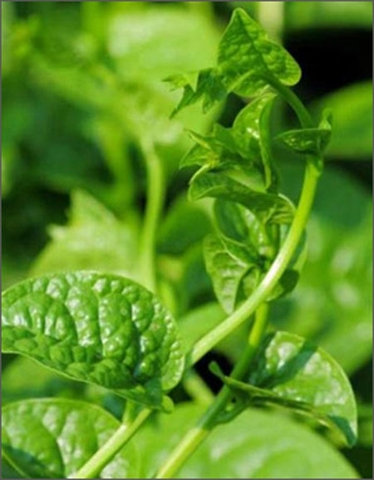 Rau mồng tơi Rau mồng tơi