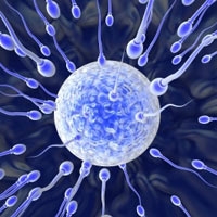 Trứng, tinh trùng – những điều bí ẩn Trứng, tinh trùng – những điều bí ẩn