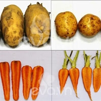 Phân biệt rau củ ta và TQ cho con ăn dặm Phân biệt rau củ ta và TQ cho con ăn dặm