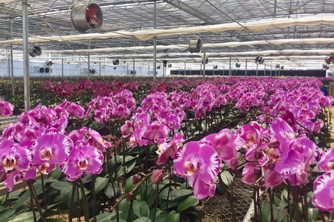 Hoa Lan Hồ Điệp