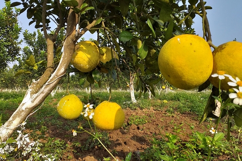 Quy trình canh tác bưởi