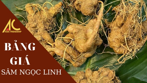 Giá Sâm Ngọc Linh tại Hà Nội bao nhiêu? Liều lượng sử dụng để tối đa hiệu quả